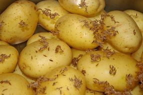 potatoes as main food