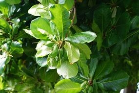 green leaves on a fruit tree