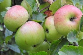 Picture of natural Apples