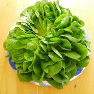 lettuce as an organic product
