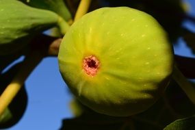 closeup view of Green fruit on a fig tree