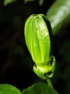 Closeup of a green tropical flower bud