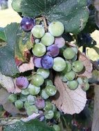 Grapes Fruit Vine