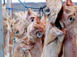 dead Fish