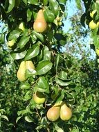 fruits on a pear tree in finland