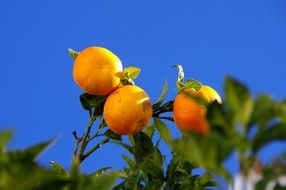 juicy Oranges on tree