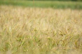 cereal agricultural field