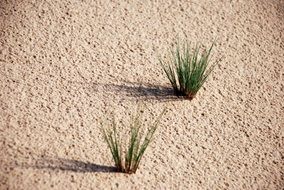 two small green bushes in the sand