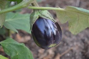 Eggplant Harvest