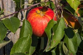 red Apple on branch among green leaves