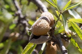 almond on the tree