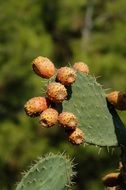 fruits on prickly green cactus