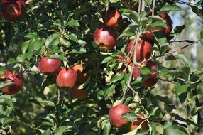 tree with red apples