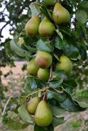 many green pears on a branch close-up