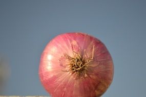 Red Onion, bulb close up