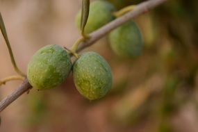 green olives on an olive tree branch