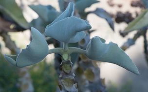 exotic cactus in the garden