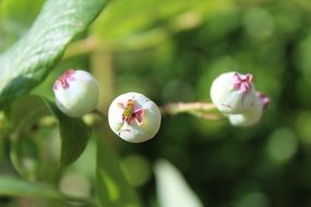 macro photo of Immature Blueberries on branch