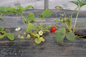 blooming spring strawberries with white flowers