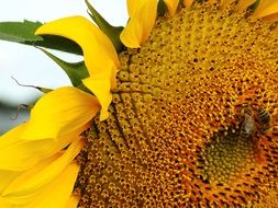 closeup of a sunflower