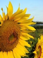 ripening seeds in sunflower