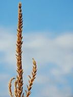 fodder maize against the sky close-up