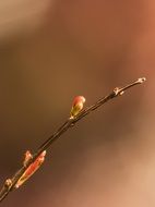 Small sprout on the branch of the pomegranate tree
