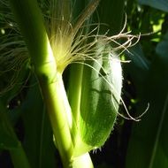 the ear of corn in light of the morning sun