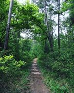 trail in natural forest