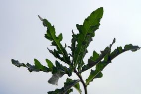 dark green Thistle Foliage