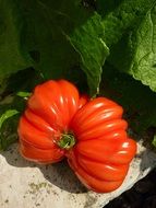 Red unusual shape tomato