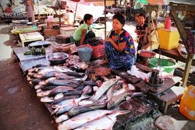 Fish food shop