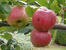 Red sweet apples in the orchard