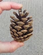 big pine cone