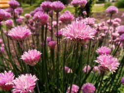 Bow Flower Summer Grass