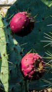 red Cactus Plant