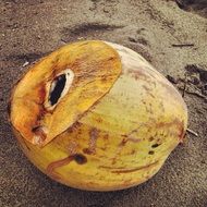 Tropical Coconut Fruit