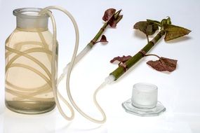 plant survival with a glass jar