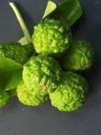 green bergamot inflorescence