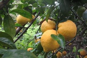 Lemon Tree closeup