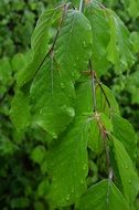 fresh tree foliage after rain