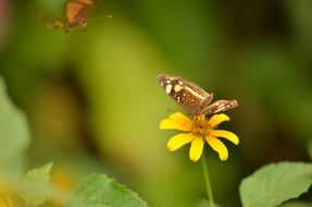 garden butterfly on the yellow spring flower