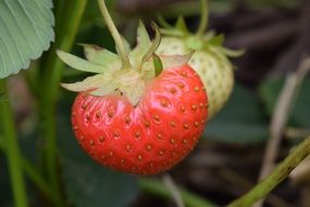 strawberries are ripe and not ripe