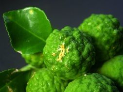 close up of green bergamot inflorescence