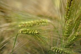 green barley ears