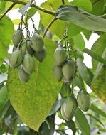 fruit tree with plums