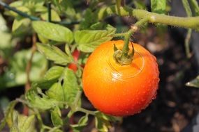 ripe tomato hang on a branch in the garden