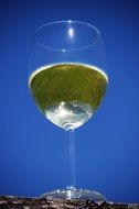 glass of white wine on the blue background close-up