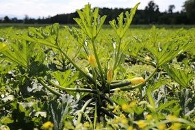 yellow zucchini flowers