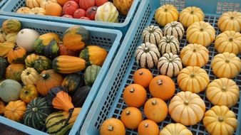 colorful pumpkins in plastic boxes